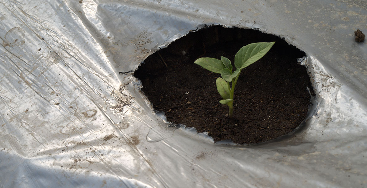 Plastic mulch film