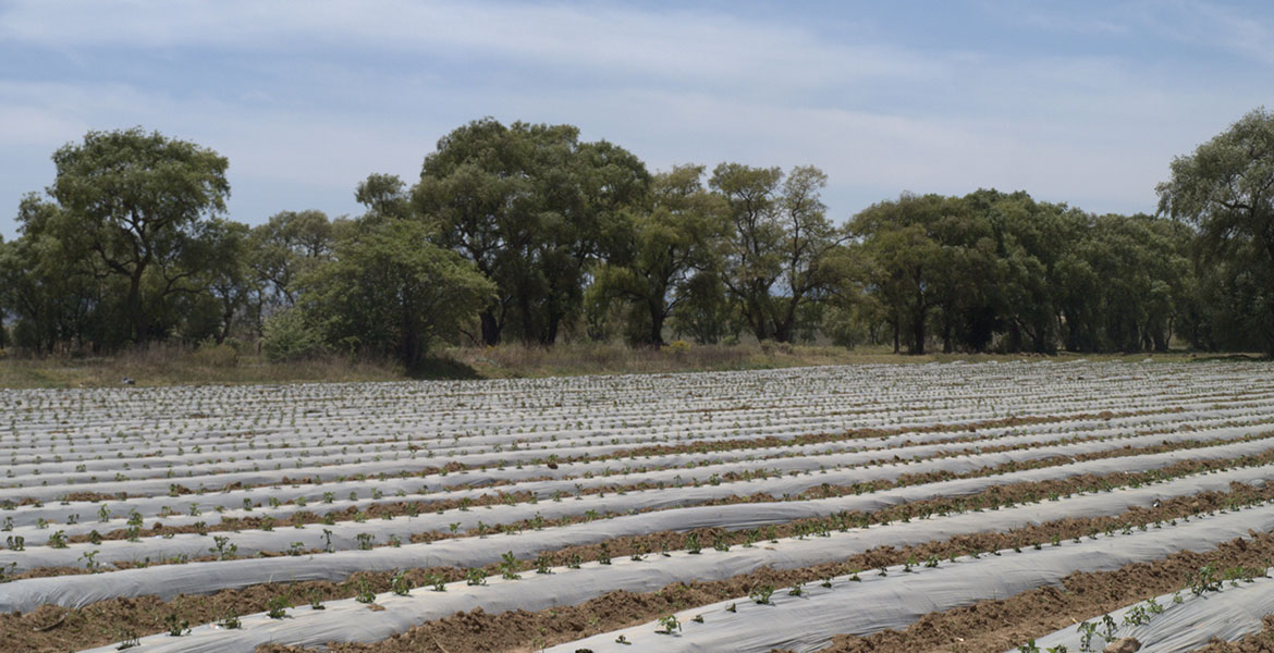 Plastic mulch film